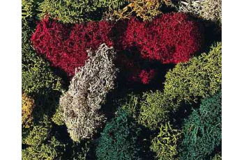 170730	 Lichen, assorted, different colours, 80 g